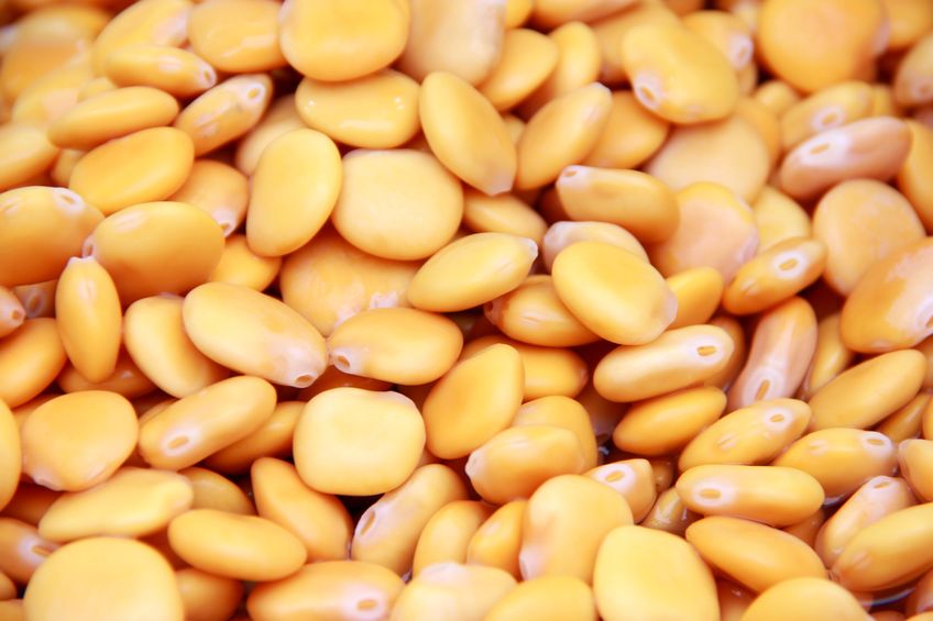 Lupinenprotein